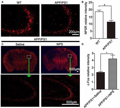 Neuropeptide S Ameliorates Cognitive Impairment of APP/PS1 Transgenic Mice by Promoting Synaptic Plasticity and Reducing Aβ Deposition